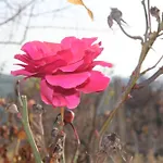 Cardinal Girolamo Montefalco