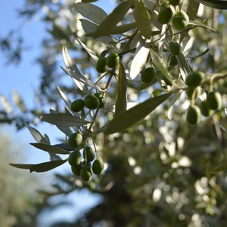 Cardinal Girolamo Κατάλυμα σε φάρμα Montefalco