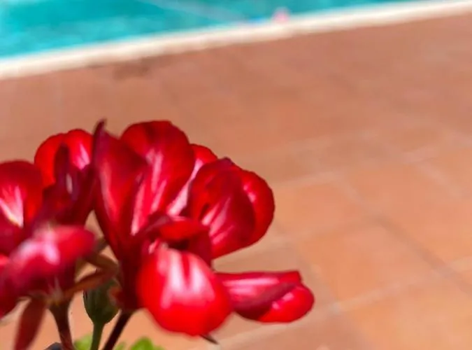 Cardinal Girolamo * Montefalco