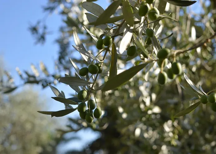 Cardinal Girolamo Séjour à la ferme Montefalco