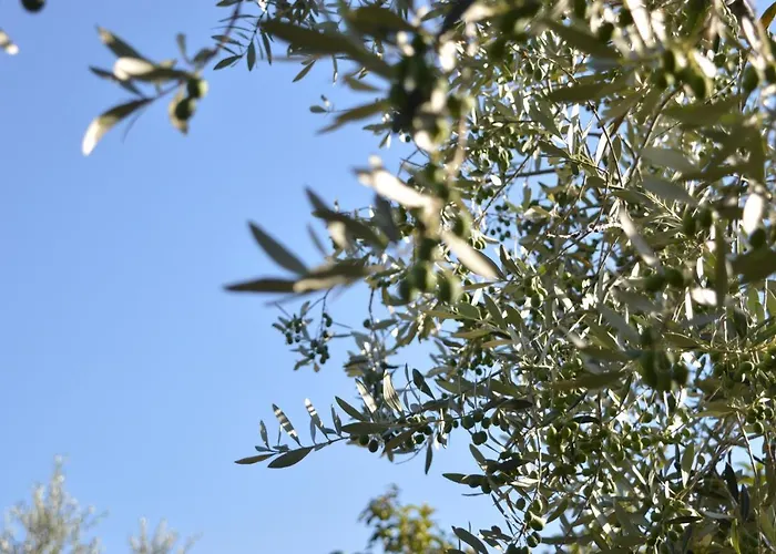 Cardinal Girolamo Gospodarstwo agroturystyczne Montefalco